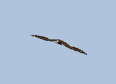 Eagles Pet.gif