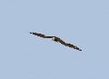 Thumbnail for version as of 08:19, 12 October 2022