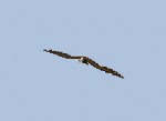 Eagles Pet.gif