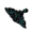Shadow Drake Pet.png